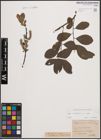 Foto von Salix cinerea L.